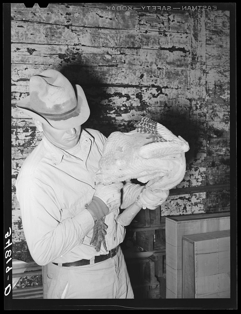 [Untitled photo, possibly related to: Grading turkeys at cold storage plant. Brownwood, Texas] by Russell Lee