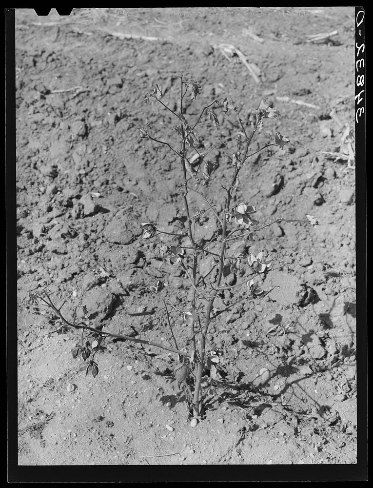 [Untitled photo, possibly related to: Dead cotton plants after the harvest. McLennan County, Texas] by Russell Lee