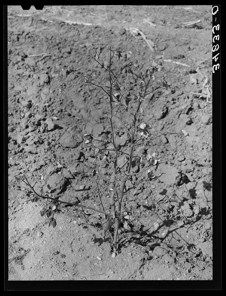 [Untitled photo, possibly related to: Dead cotton plants after the harvest. McLennan County, Texas] by Russell Lee