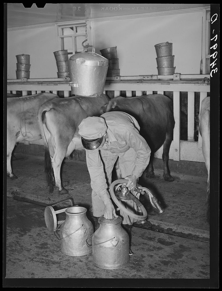 Milk man with vacuum milking equipment at large dairy. Tom Green County, Texas by Russell Lee