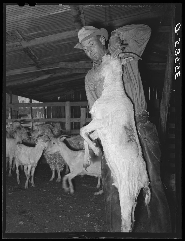 Shearer lifting goat just after he has been shorn to get him out of the way. Kimble County, Texas by Russell Lee