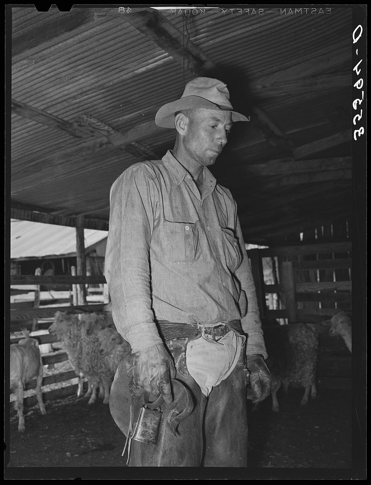 Neighboring ranchman who has been hired to help out during the kidding and shearing on ranch of rehabilitation borrower in…