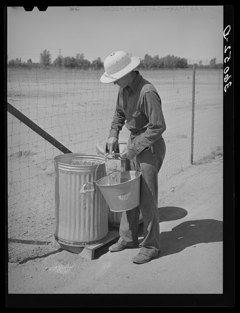 Member of the Arizona part-time farms, Chandler Unit, fixing feed for chickens. Maricopa County, Arizona by Russell Lee