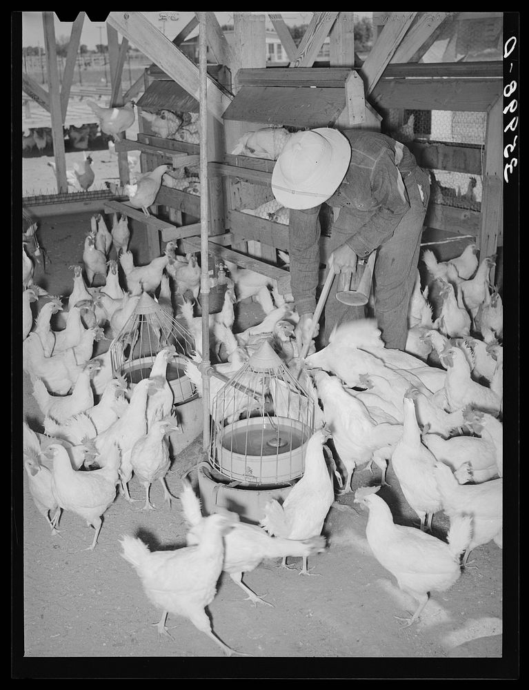 Flock of chickens on the Arizona part-time farm. Maricopa County, Arizona by Russell Lee