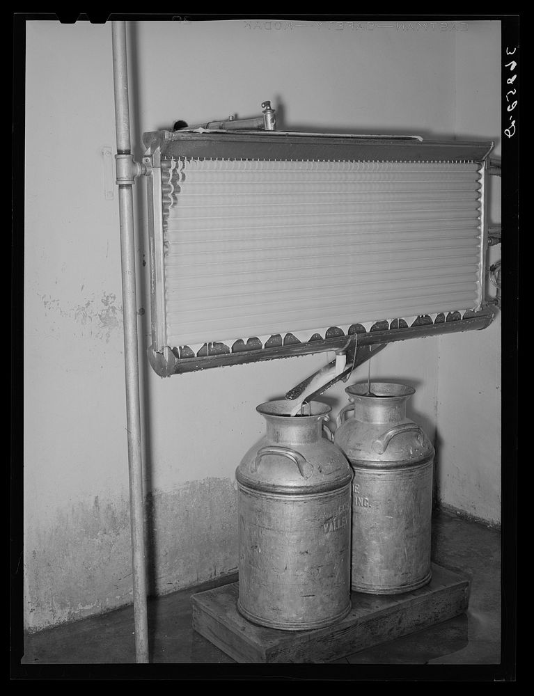 Milk running over the cooking coils into cans at the Casa Grande Valley Farms. Pinal County, Arizona by Russell Lee