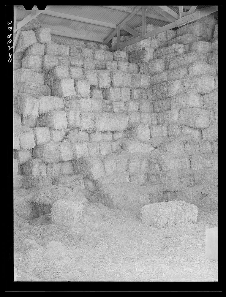 [Untitled photo, possibly related to: Baled hay stored for cattle feed at the Casa Grande Valley Farms. Pinal County…