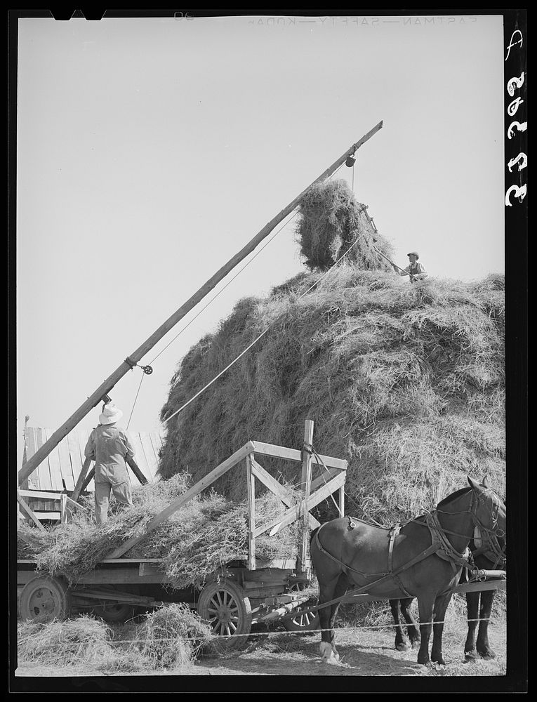Stacking hay with Mormon hay stacker. Box Elder County, Utah by Russell Lee