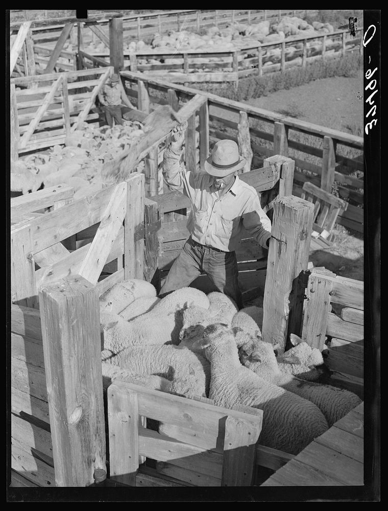Loading fat lambs. Cimarron, Colorado by Russell Lee