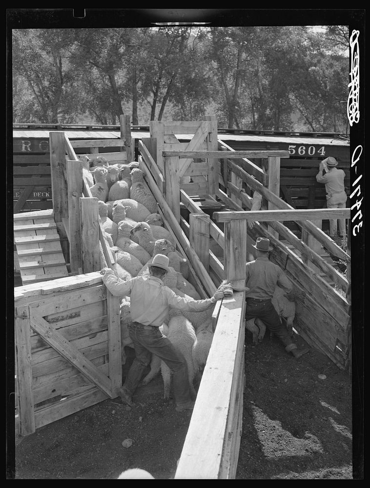 Loading fat lambs on narrow gauge railway cars. Cimarron, Colorado by Russell Lee