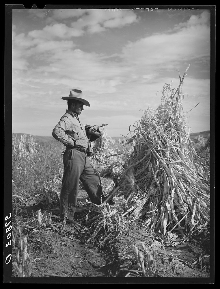 Farmer of Spanish extraction in cornfield. Concho, Arizona by Russell Lee
