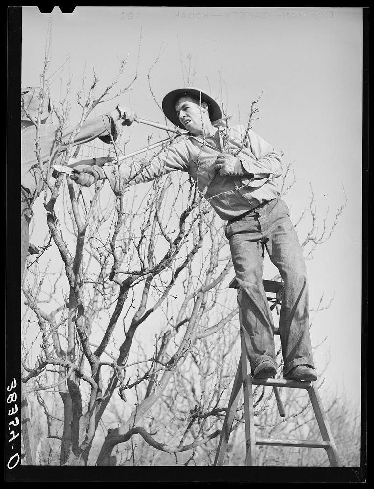 [Untitled photo, possibly related to: Pruning fruit trees. Placer County, California] by Russell Lee