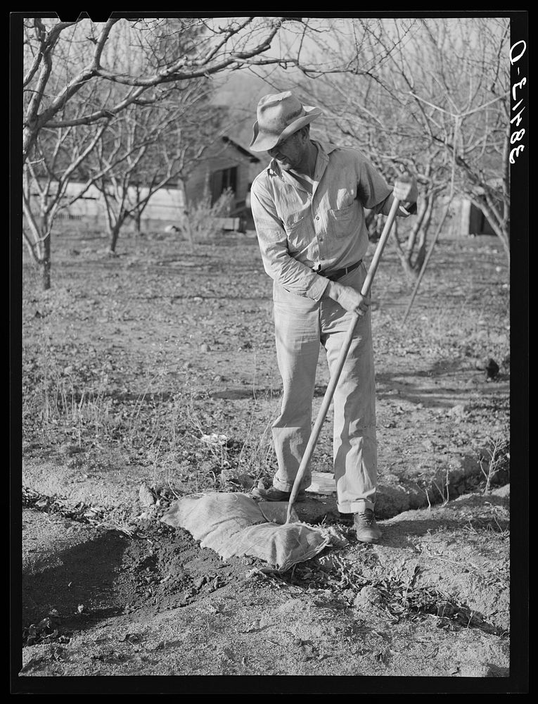 Farmer using sacking to bank irrigation ditch. Placer County, California. He is from Oklahoma by Russell Lee