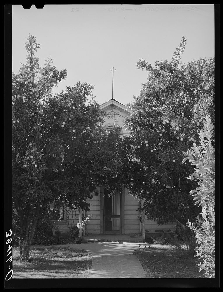 Orange trees in front yard of fruit farmer. Placer County, California. Oranges are not grown commercially by Russell Lee