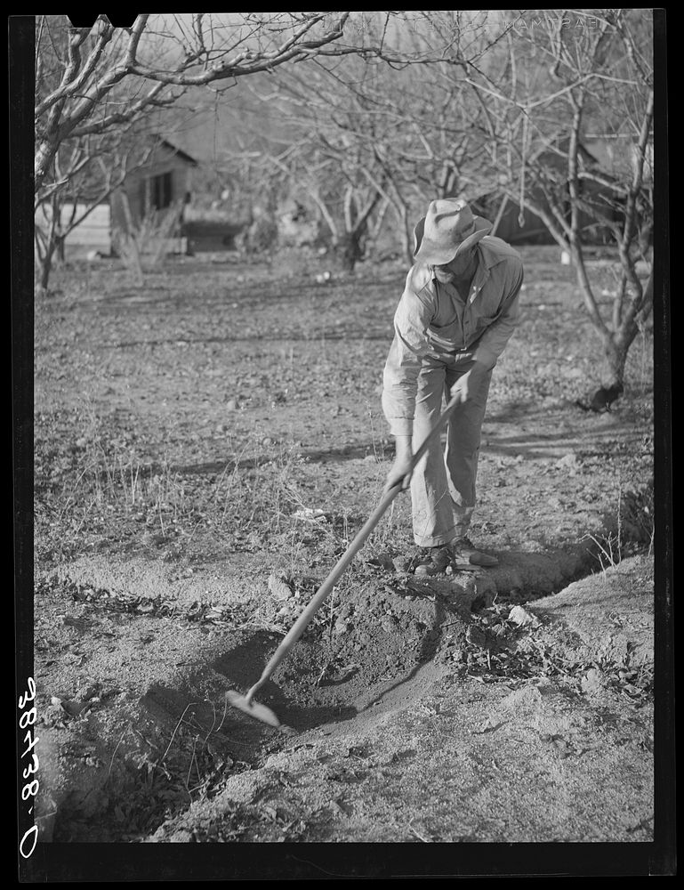 Fruit farmer clearing out irrigation ditch. Placer County, California.  Irrigated farming is a new thing to this man who…