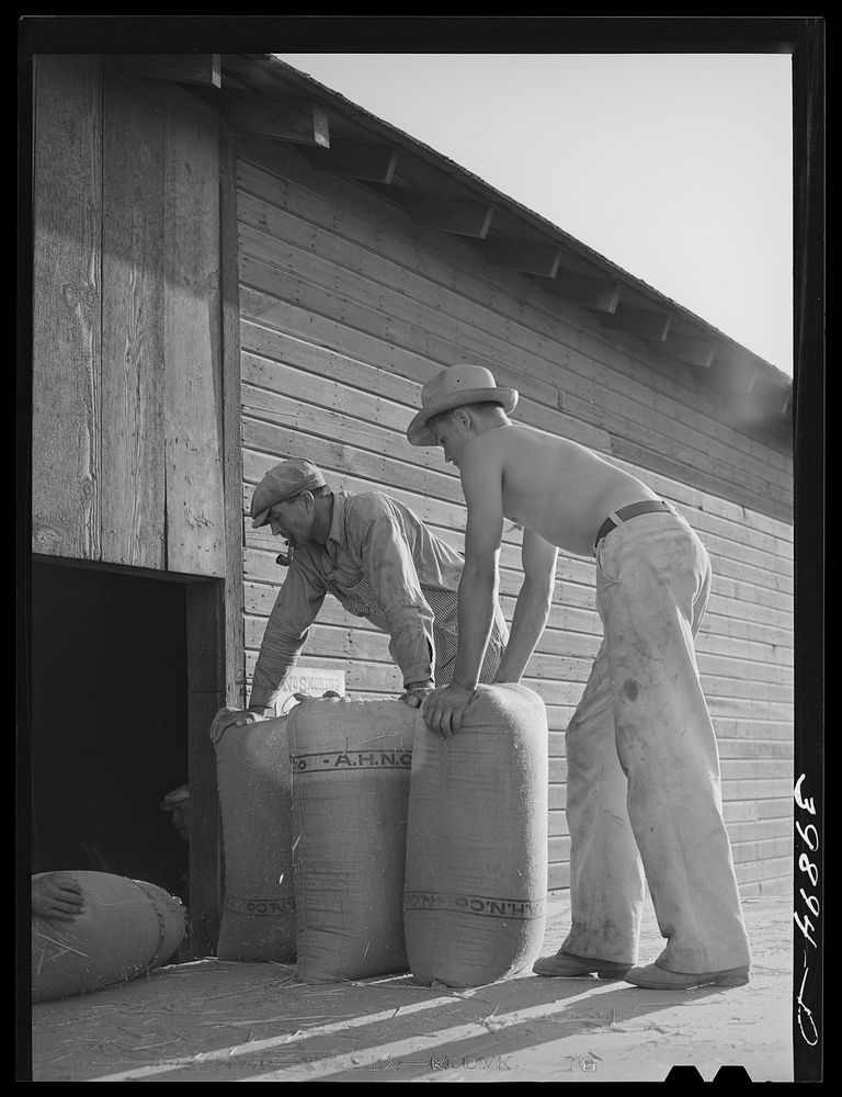 Taking sacked wheat into warehouse for storage. Touchet, Walla Walla, Washington by Russell Lee