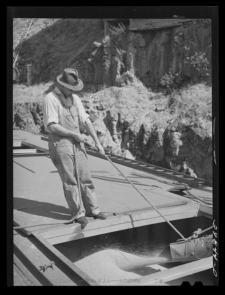 Pouring wheat into hole of barge at Port Kelly. Walla Walla County, Washington. Barge goes down Columbia River to Portland…