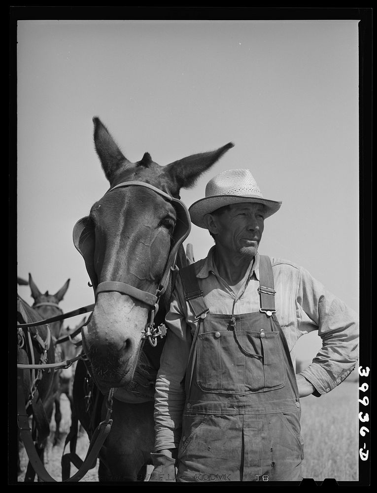 [Untitled photo, possibly related to: Mule skinner and one of the mules of the twenty mule team used to pull combine. Walla…