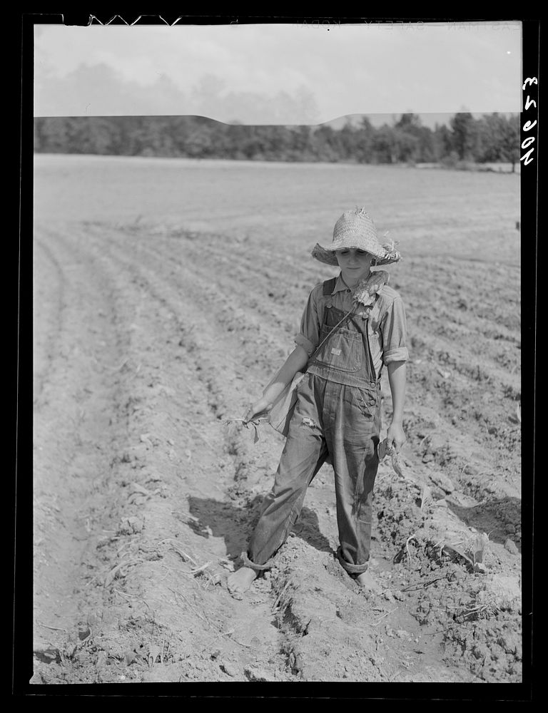 [Untitled photo, possibly related to: Mr. Rigsbee and his son in tobacco field. In the box are the tobacco plants and, in…