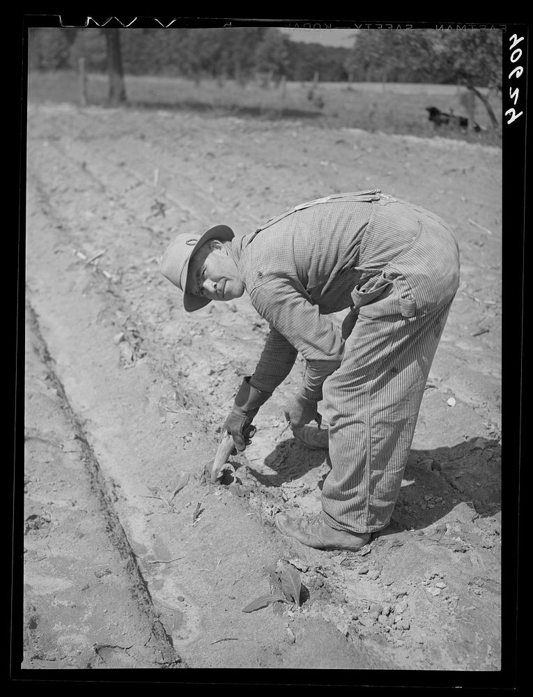 Mr. Jones planting tobacco. With the wooden peg in his hand he scoops a small hole for the plant to be inserted. Near…