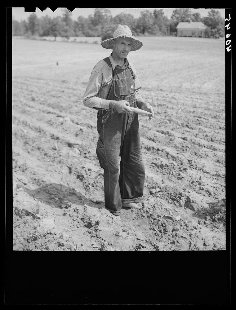 [Untitled photo, possibly related to: Mr. Rigsbee, owner of a forty acre farm, 1.1 acres of which is in tobacco. Near…