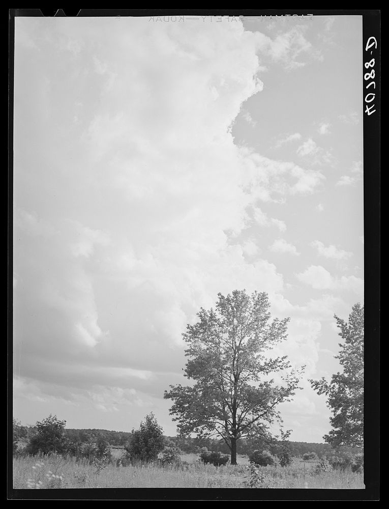 North Carolina landscape near Shiloh, North Carolina. Sourced from the Library of Congress.