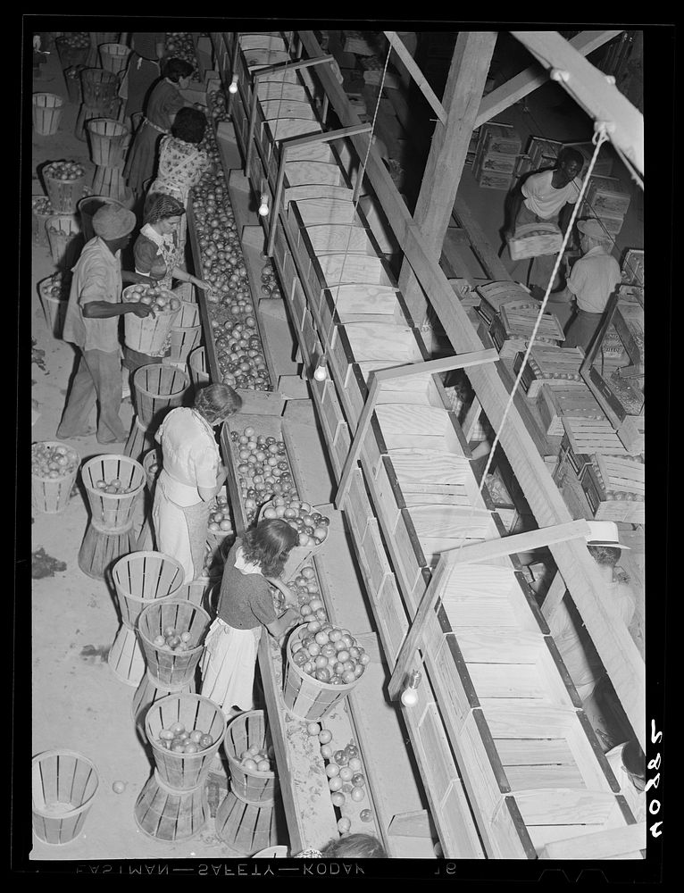 Girls grading tomatoes at the Kings Creek Packing Company. Kings Creek, Maryland. Sourced from the Library of Congress.