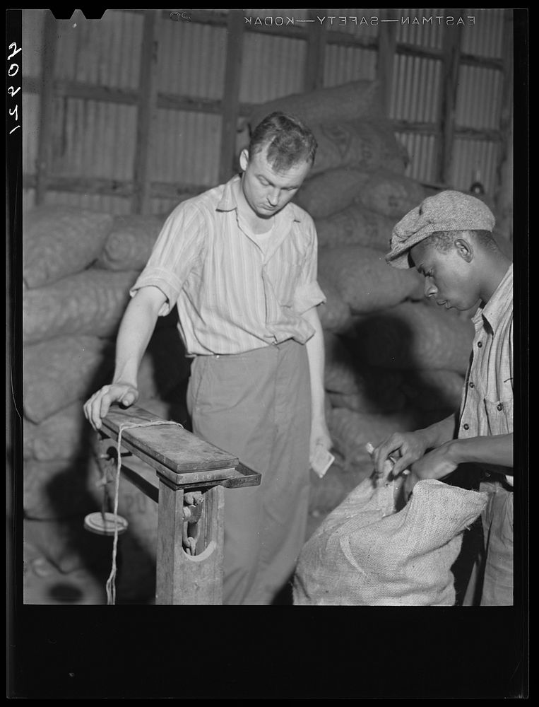 Weighing potatoes at the grading station at Belcross, North Carolina. Sourced from the Library of Congress.