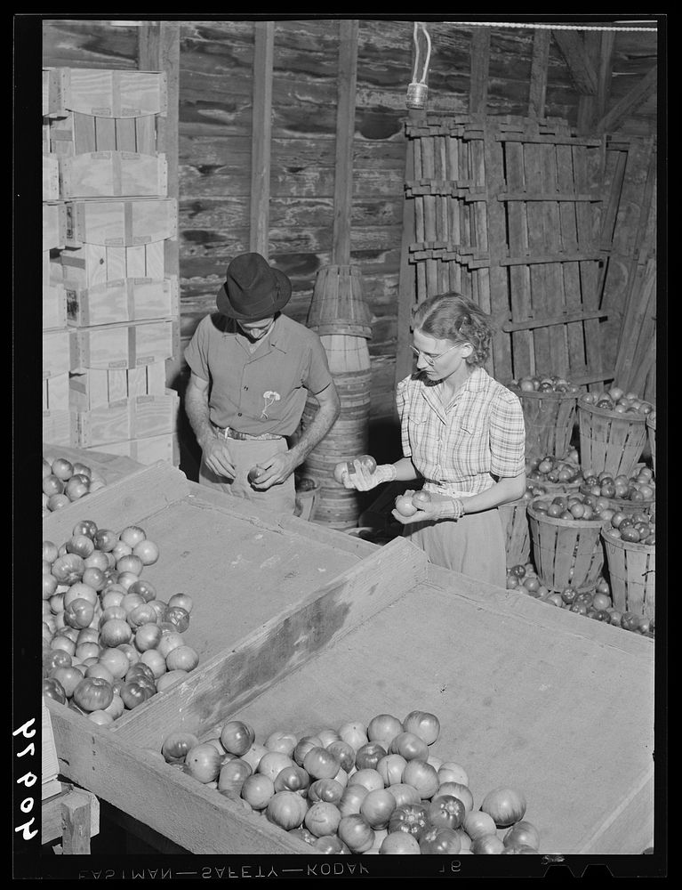 Migratory workers grading tomatoes on a farm near Westover, Maryland. Sourced from the Library of Congress.