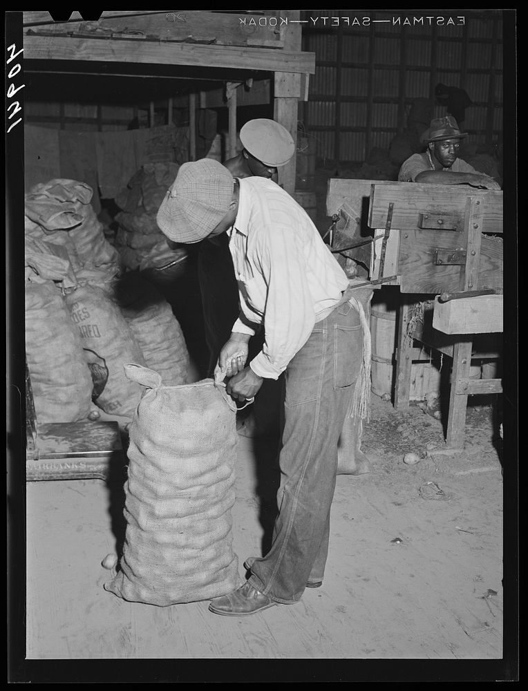 Migratory agricultural worker from Florida sewing potato sacks at a grading station at Belcross, North Carolina. Sourced…