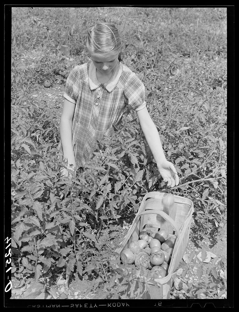 Picking tomatoes for sale at the Tri-County Farmers Co-op Market at the Du Bois, Pennsylvania, at the farm of Mr. Kness…