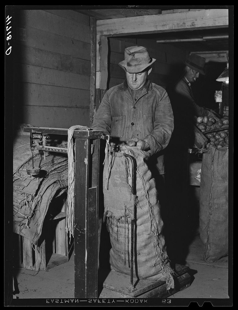 Weighing sacks of potatoes for shipment at the Woodman Potato Company. Caribou, Maine. Sourced from the Library of Congress.