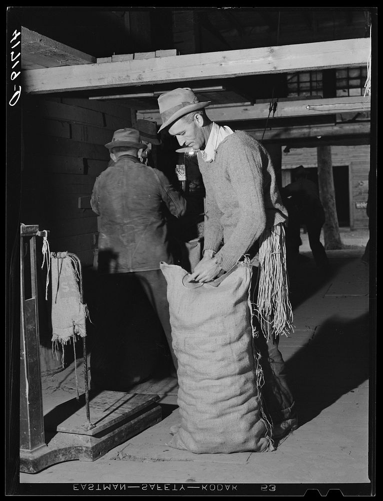 Sewing up sacks of potatoes for shipment at the Woodman Potato Company. Caribou, Maine. Sourced from the Library of Congress.