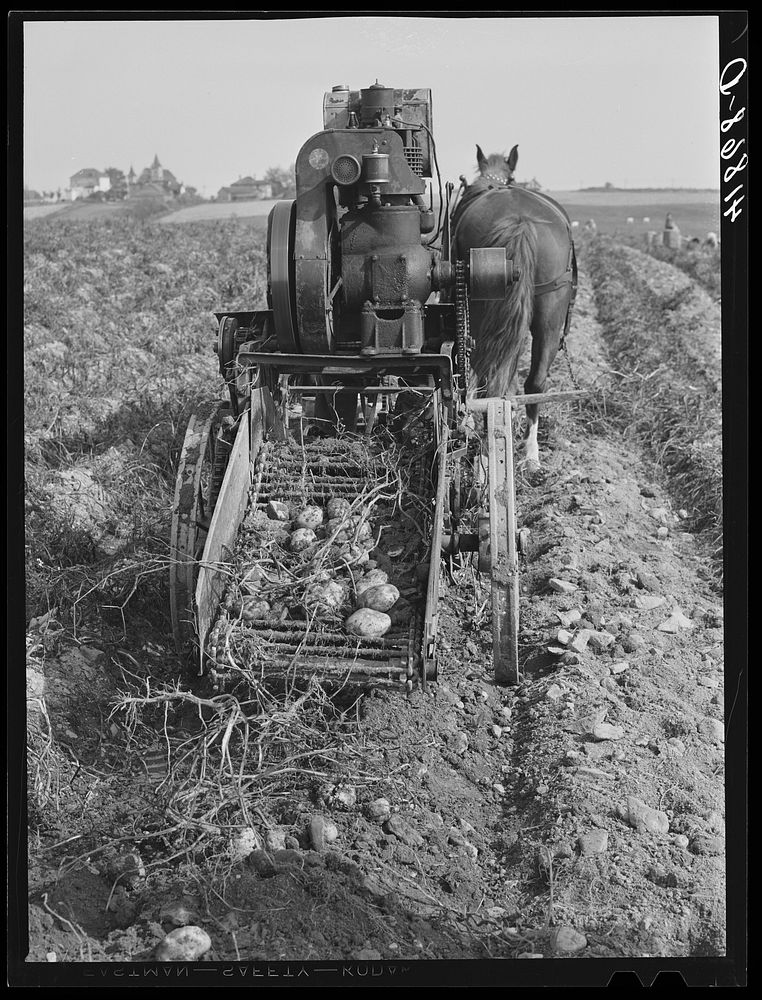 Rear view of a single-row potato digger used on a small farm near Caribou, Maine. Sourced from the Library of Congress.
