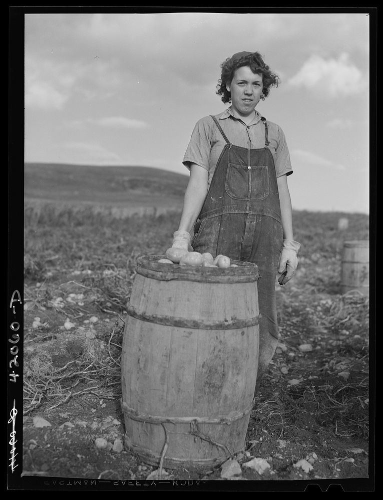 Daughter of Mr. Ziphirin Jendreau, French-Canadian potato farmer. She is helping pick potatoes on their small farm near…