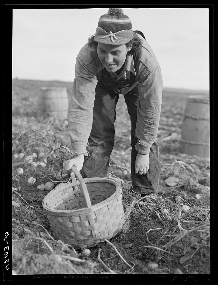 Daughter of Zephirin Jendreau, potato farmer, helping pick potatoes on their small farm near Saint David, Maine. Sourced…