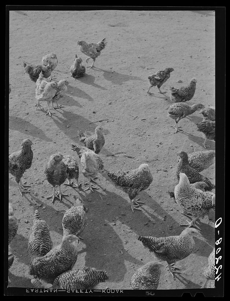 Some of the two thousand poulets on the poultry farm of Mr. August Udal, Finnish [Estonian] FSA (Farm Security…
