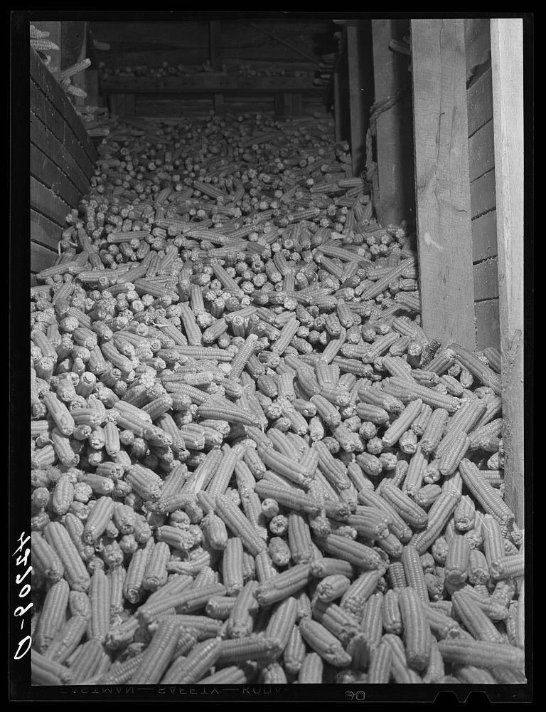One of the corn bins at the Kenyon's johnnycake flour mill in Usquepaugh, Rhode Island. Sourced from the Library of Congress.