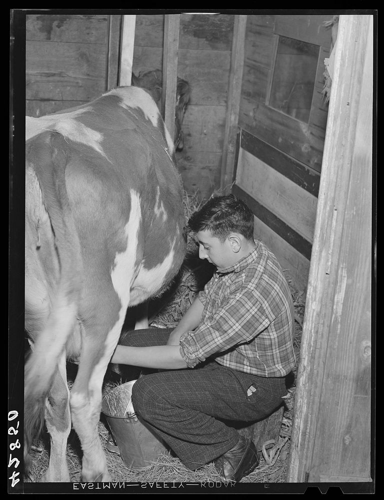 One of the sons of Anthony Forgetta, part time farmer of Andover, Massachusetts, milking the family cow after coming home…