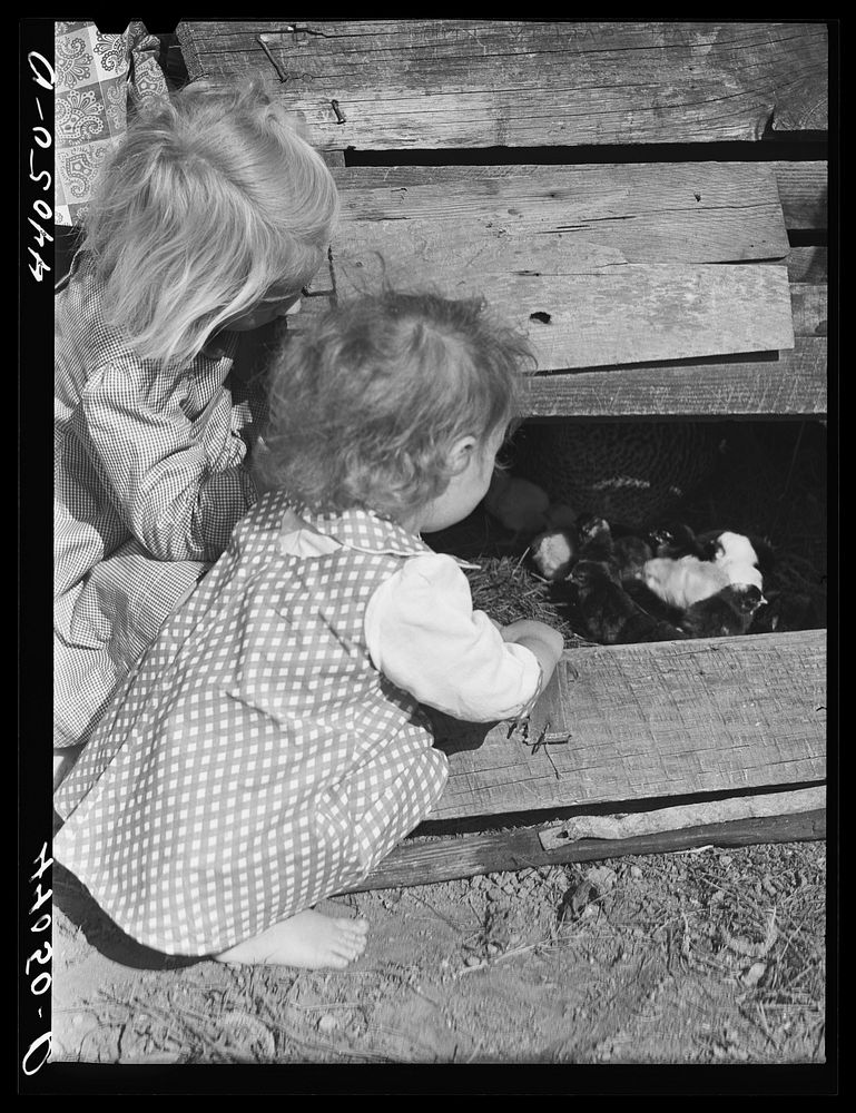 [Untitled photo, possibly related to: Two of the Smith family children feeding the chickens. Carroll County, Georgia].…
