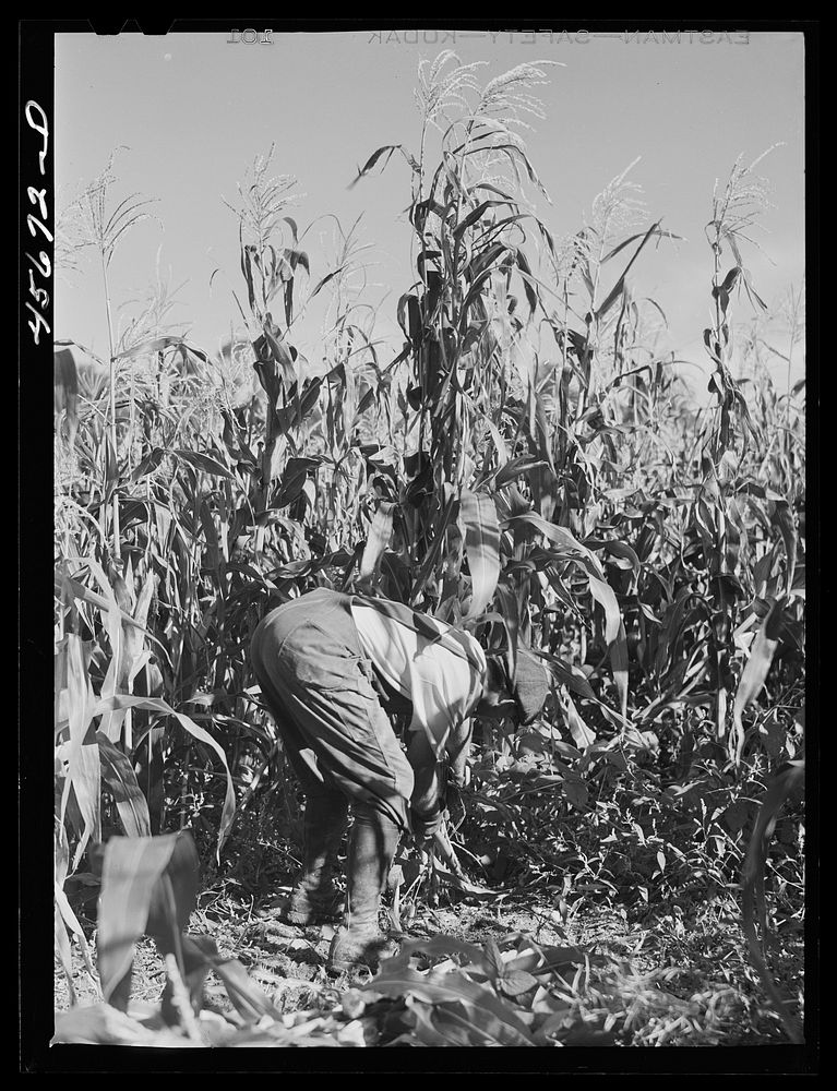 [Untitled photo, possibly related to: William Gaynor, FSA (Farm Security Administration) dairy farmer, in his cornfield near…