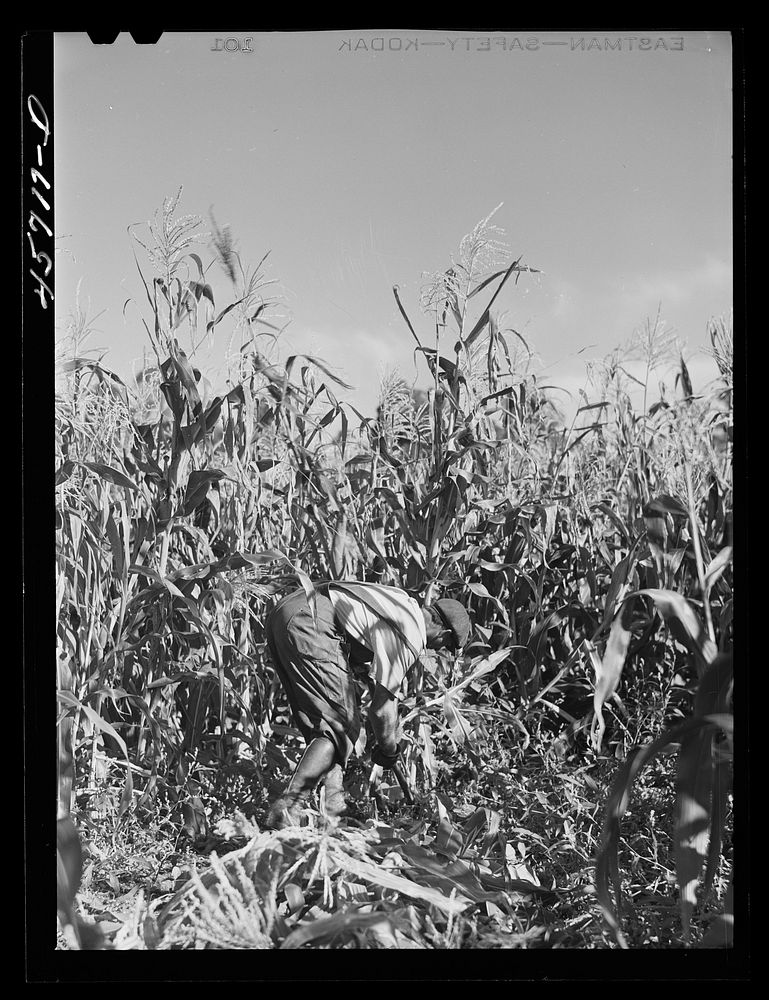 Mr. Gaynor cutting corn on his farm near Fairfield, Vermont. Sourced from the Library of Congress.