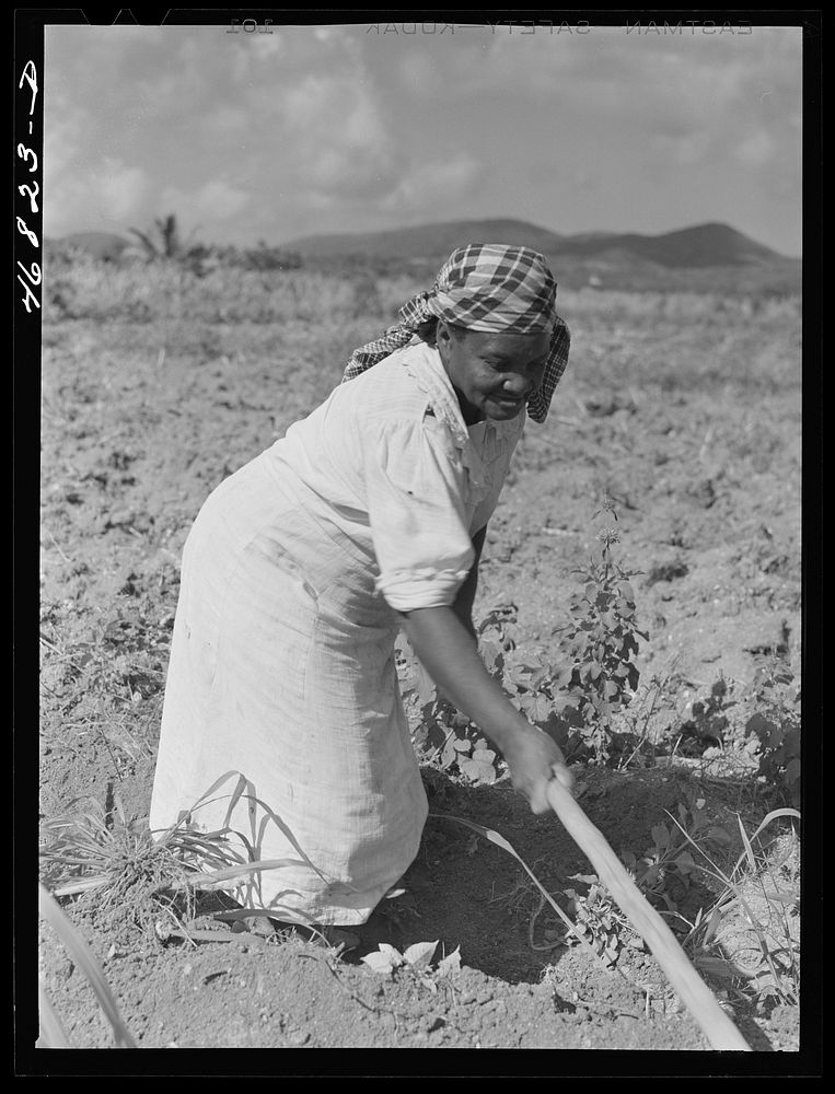 Christiansted, Saint Croix Island, Virgin Islands (vicinity). FSA (Farm Security Administration) borrower's wife cultivating…