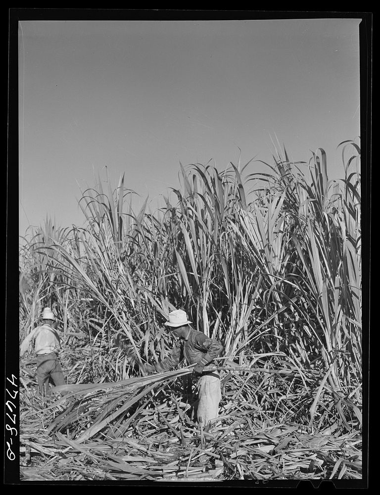 Guanica, Puerto Rico (vicinity). Harvesting sugar cane in the field. The cattle in the background have been let loose to…