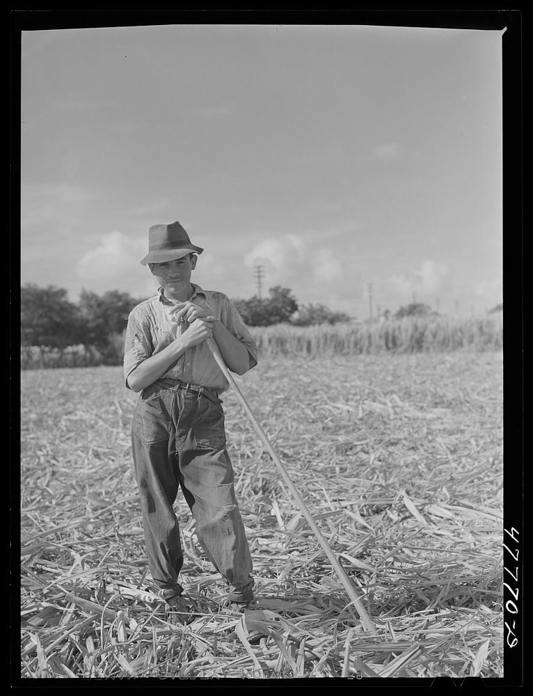 [Untitled photo, possibly related to: Yauco, Puerto Rico (vicinity). Young ox cart driver in a sugar cane field]. Sourced…