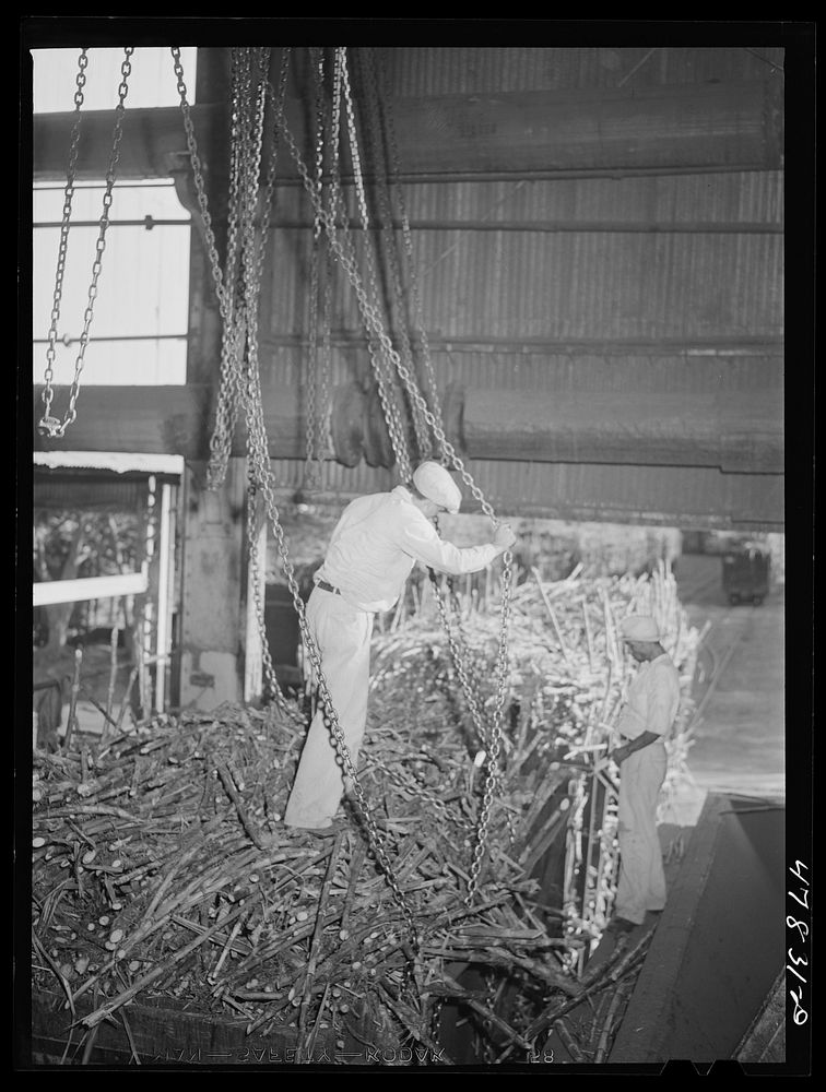 [Untitled photo, possibly related to: Ensenada, Puerto Rico. Unloading a carload of sugar cane at the South Puerto Rico…
