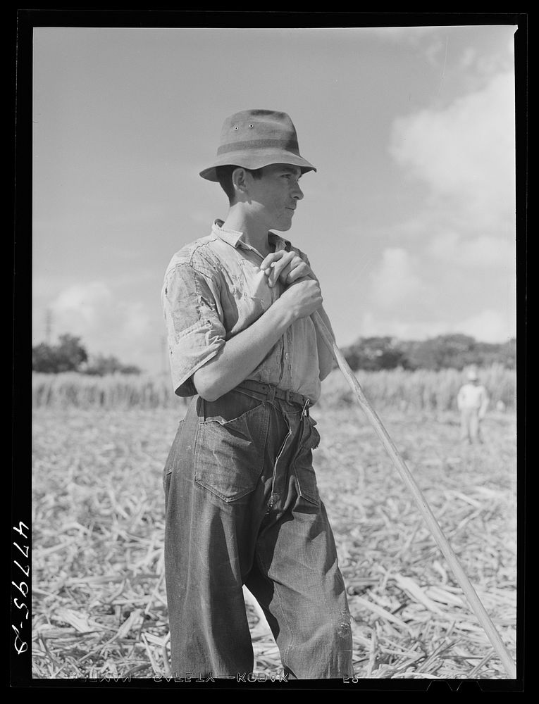 [Untitled photo, possibly related to: Yauco, Puerto Rico (vicinity). Young ox cart driver in a sugar cane field]. Sourced…