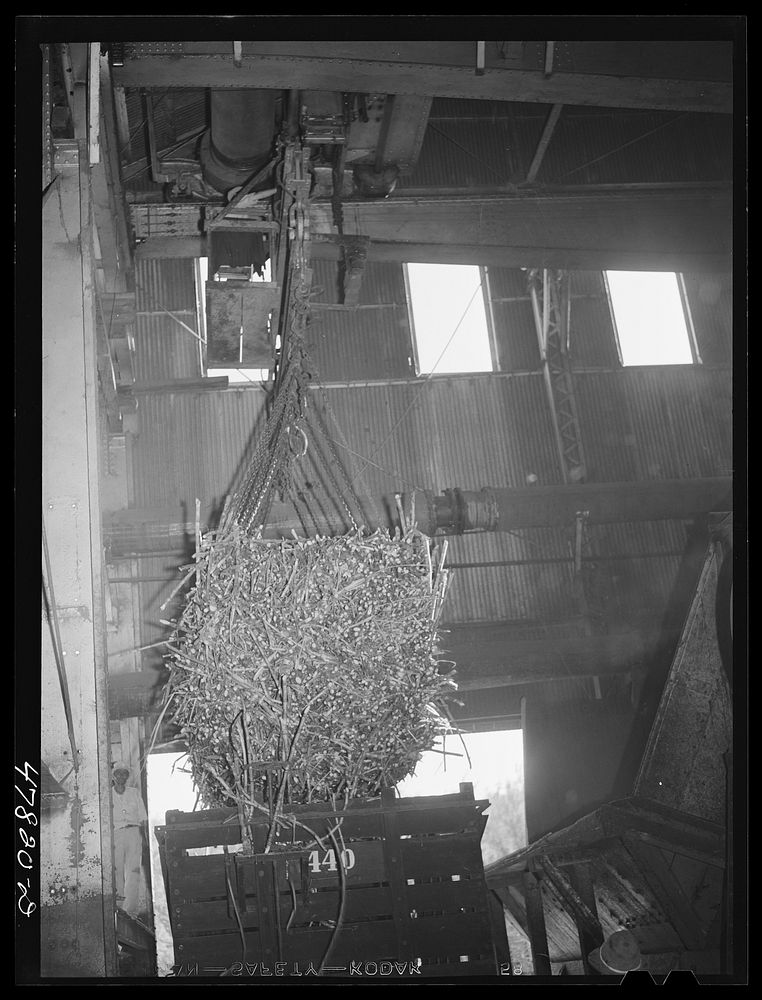 Ensenada, Puerto Rico. Unloading a carload of sugar cane at the South Puerto Rico Sugar Company mill. Sourced from the…