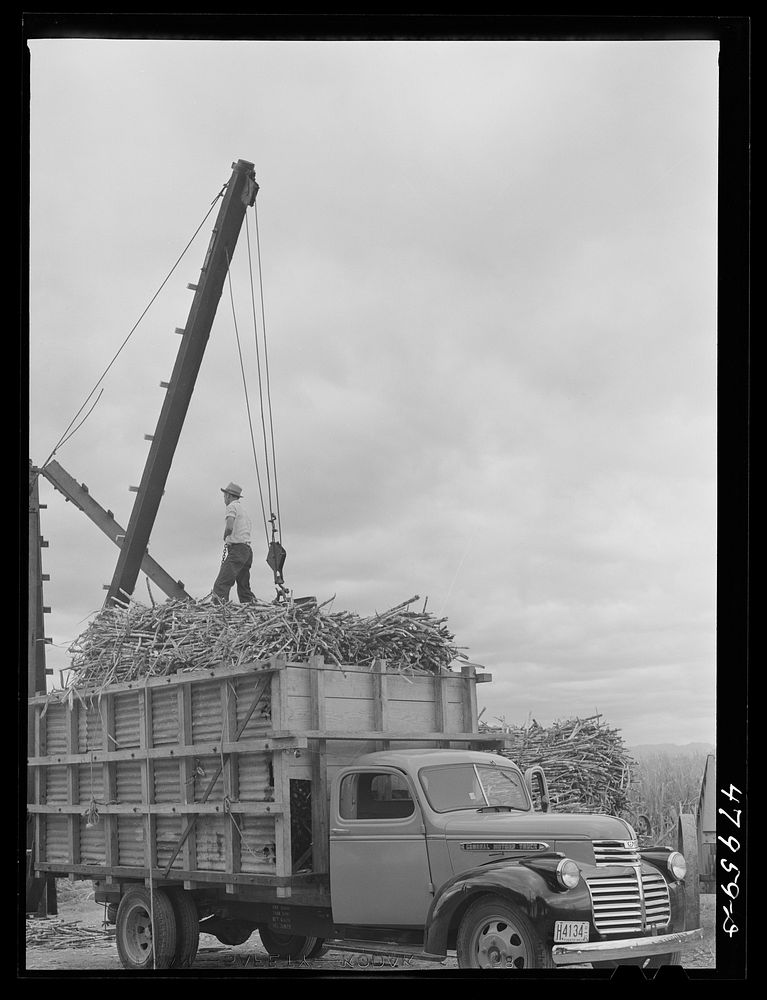[Untitled photo, possibly related to: Lajas, Puerto Rico (vicinity). Loading sugar cane into a truck]. Sourced from the…