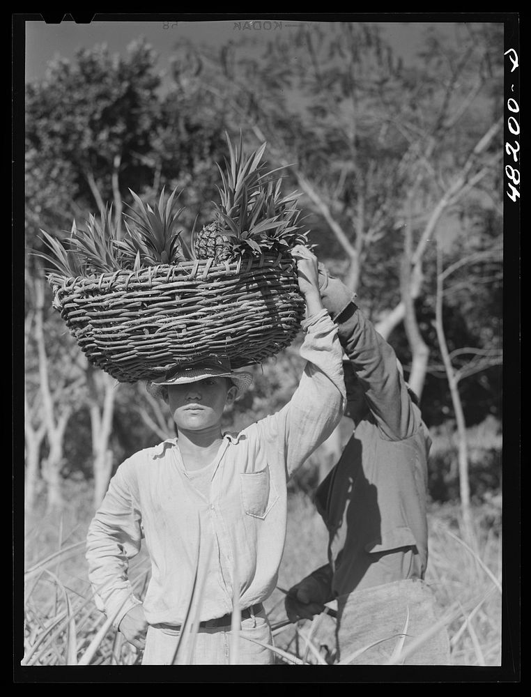 [Untitled photo, possibly related to: On a pineapple plantation near Arecibo, Puerto Rico]. Sourced from the Library of…