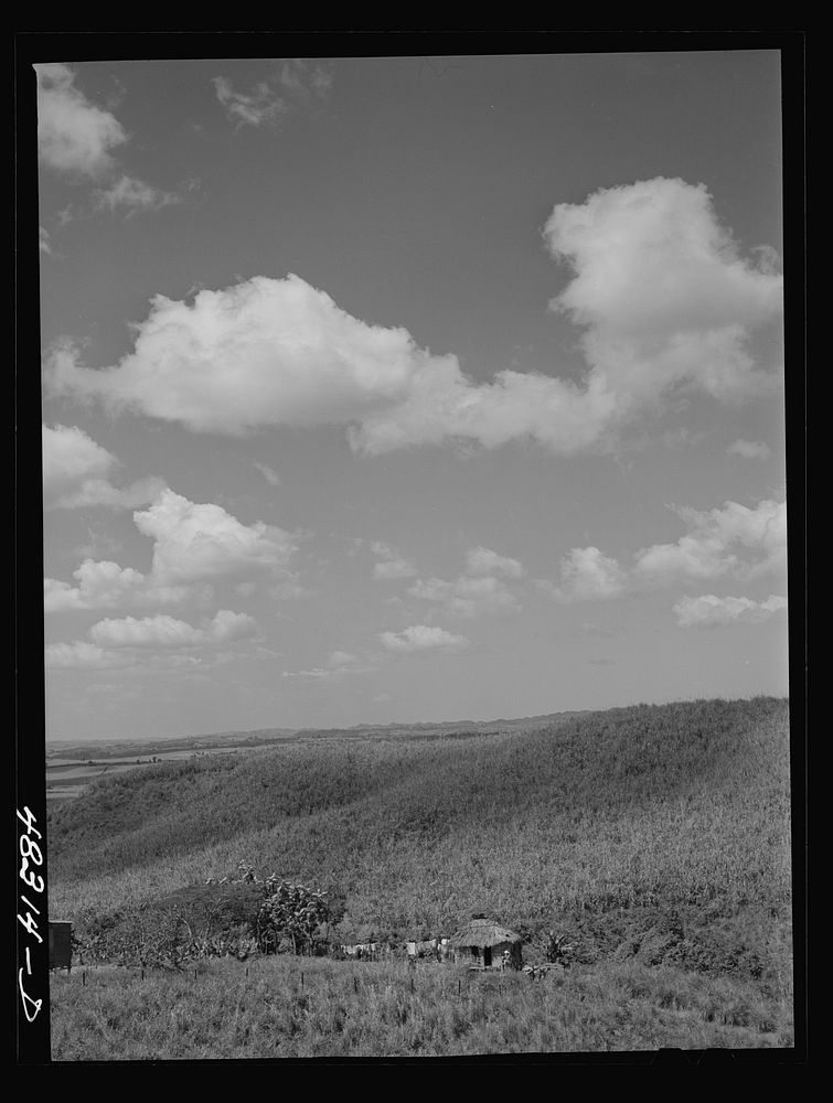 Rio Piedras (vicinity), Puerto Rico. Sugar cane land. Sourced from the Library of Congress.